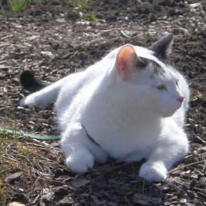 Max (hem nr 2)