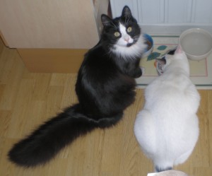 Max (hem nr 2) 2