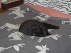 Stumpen o Sandy Blue - del 2