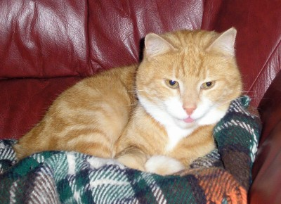 Sommarhälsning: Gismo 2009
