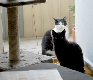 Stumpen o Sandy Blue - del 3