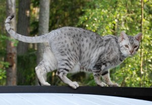 Rubie 2