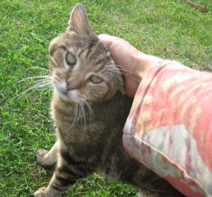 Nisse