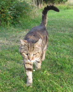 Nisse 2