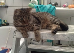 Tove 2