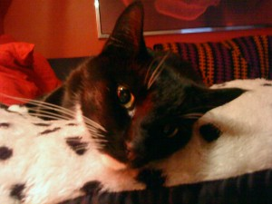 Cat Meau