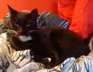 Cat Meau 2