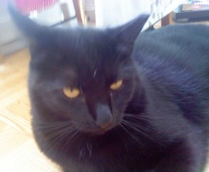 Jesper
