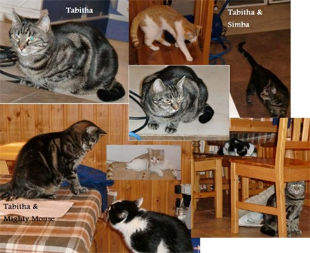 Tabitha