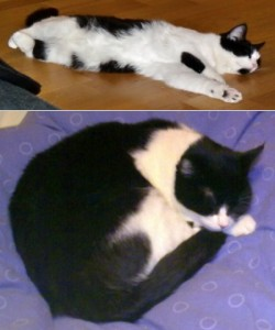 Maggie o Vivvi