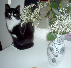 Kittie
