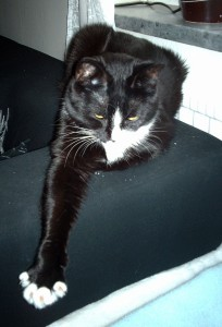 Kittie 2