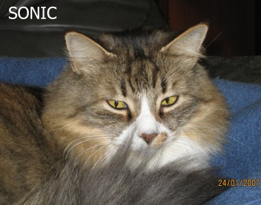 Sonic