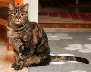 Daisy 2