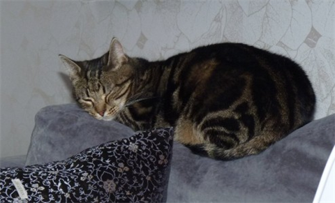 Pernilla