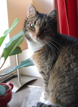 Mitzy