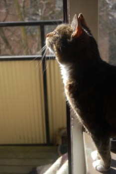 Mitzy 2