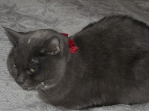 Elena-6