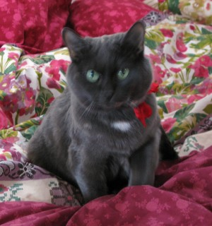Elena 2010