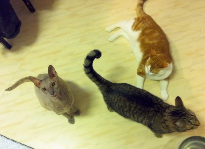 Litchi-Wasabi-Ulrik