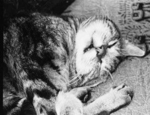 nisse2