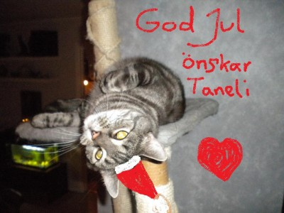 Taneli_jul 2010