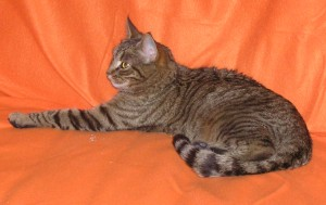 Nanette-2