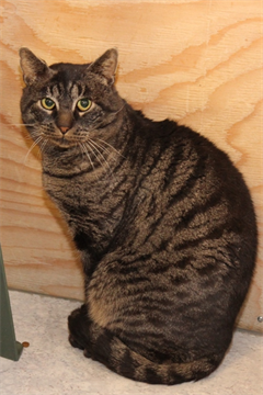 Bram (2)