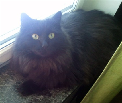 Gordon-1y
