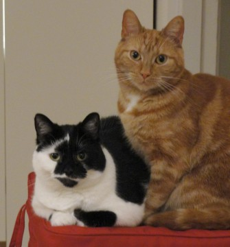Marlon-Vivan jan 2011