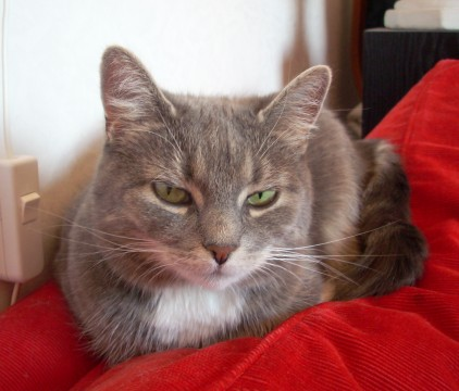 Cleo jan 2011-2
