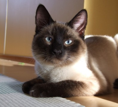 Cirkus Solkatt 110205