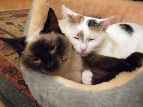 Cirkus Solkatt 110205-4