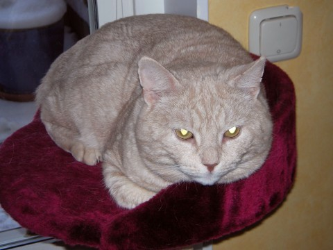Haman feb 2011-2