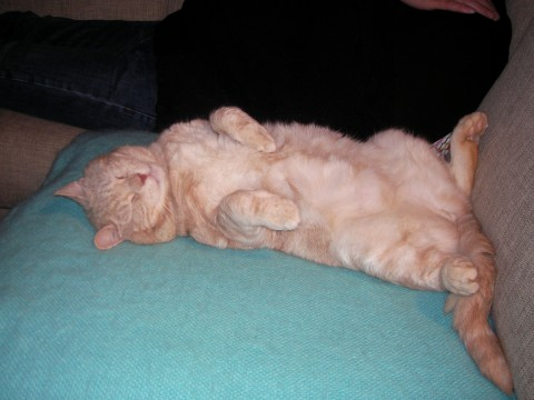 Haman feb 2011