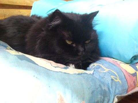 Marley-Affe mar 2011