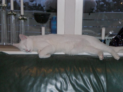 Marley-Affe mar 2011-2