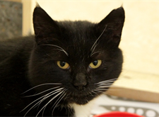 Zorro (2)
