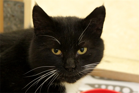 Zorro (2)
