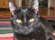 cilla