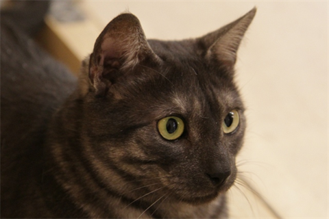 Enzo