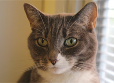 Stella