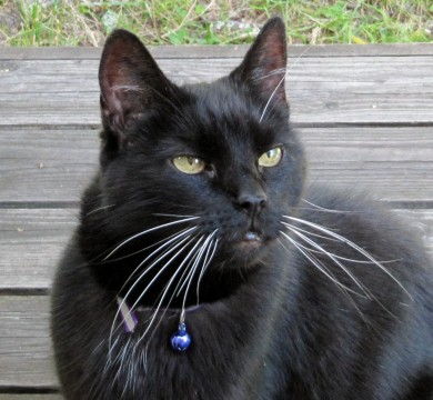 Moses maj 2011