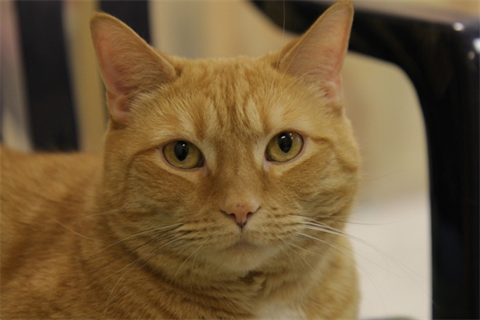 Linus