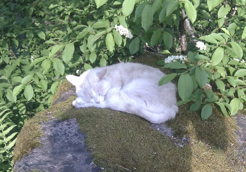 Amira jun 2011
