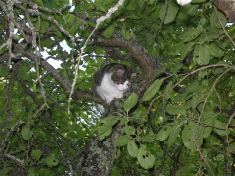 Brinn juli 2011
