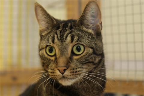 Caesar (2)