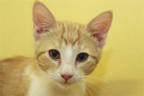 5 R?dtabby mkt vitt (5)