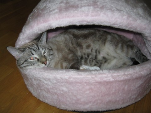 Meeko-2