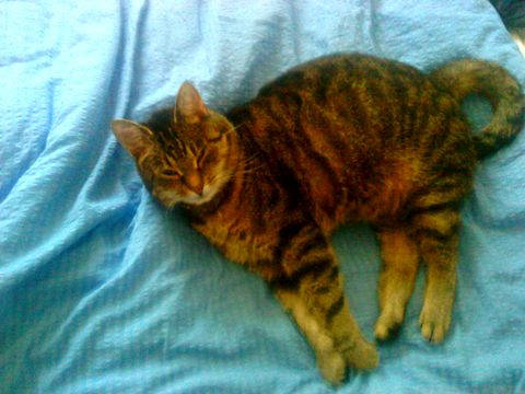 Gilda nov 2011